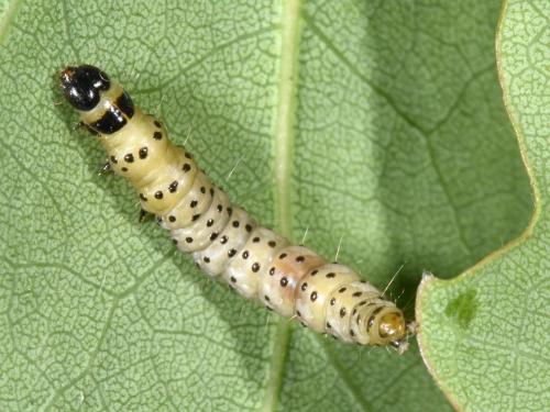 Anacampsis populella